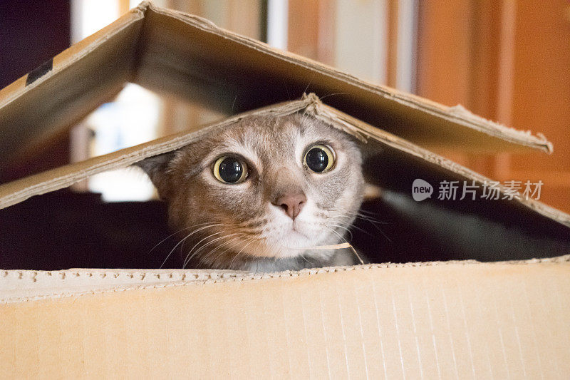 猫在盒子里玩Peek a Boo